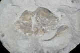 D Fossil Crab (Portunites) Washington - Washington State #92936-2